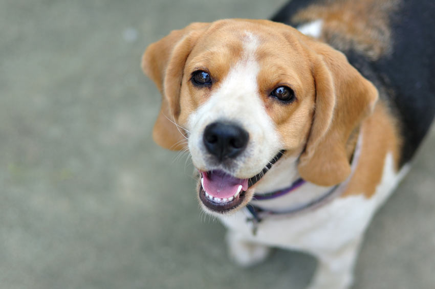 En lydig beagle tittar upp