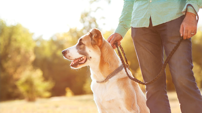 En lydig hund sitter bredvid sin ägare