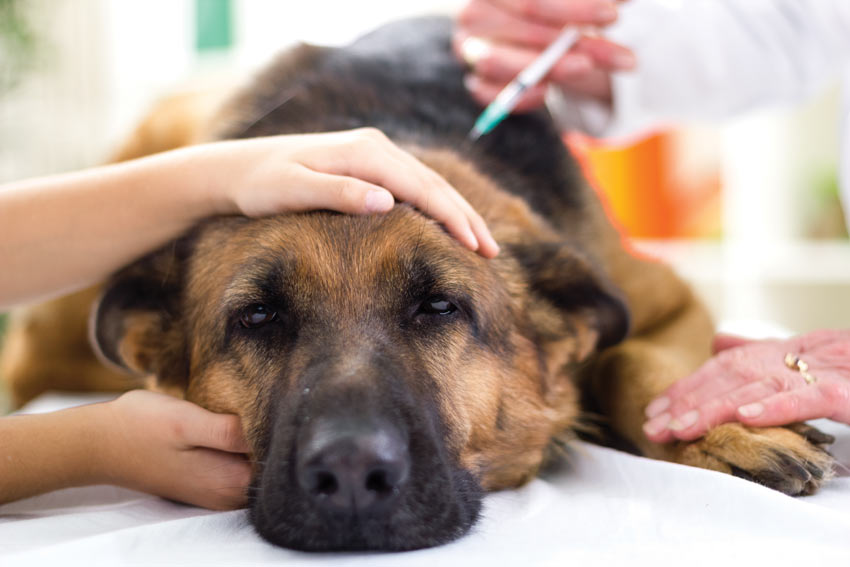 Tecken att din hund är sjuk | Allmän | Hundar