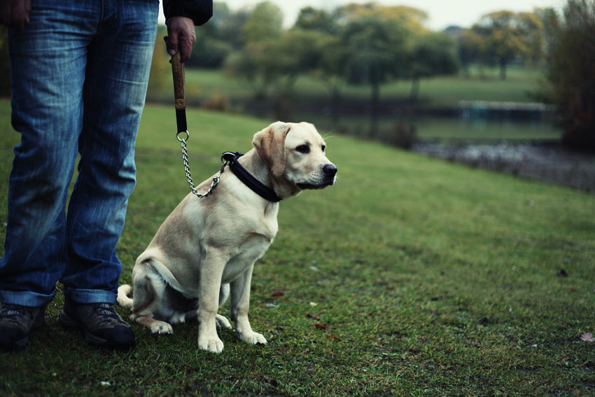 Börja träna med hunden i koppel