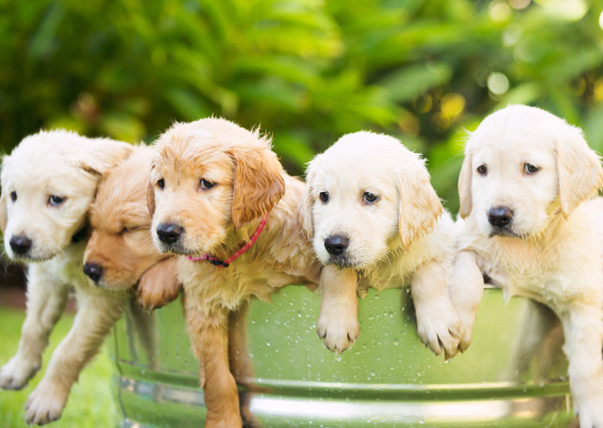 Fem oemotståndliga golden retriver-valpar i badet