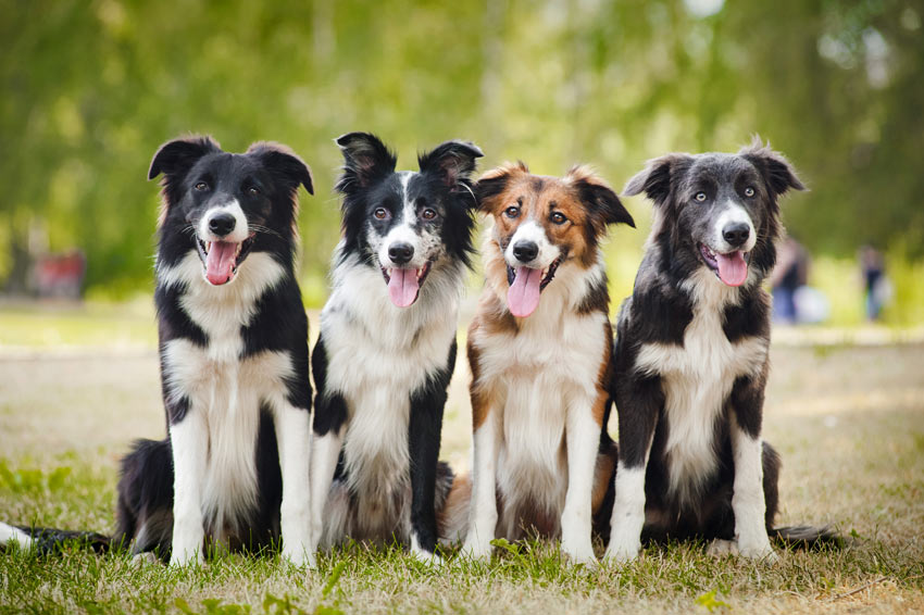 Fyra vackra collies sitter på rad