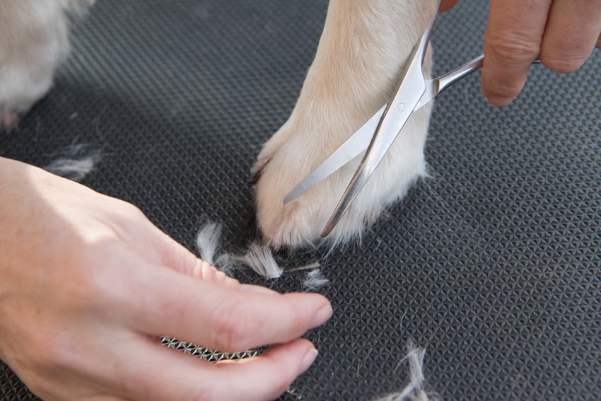 Hur du klipper håret på din hunds tassar