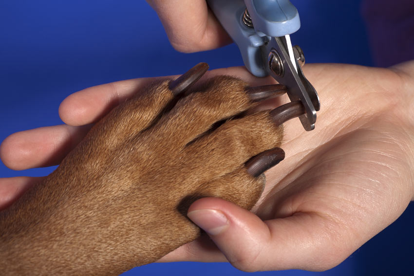 Hur du klipper din hunds klor med en kloklippare
