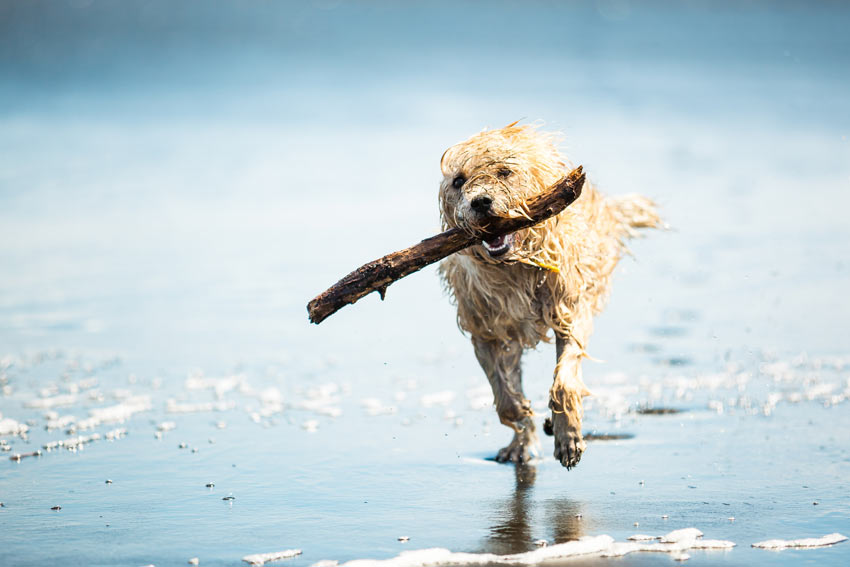 Det är ganska svårt att överträna en vuxen hund