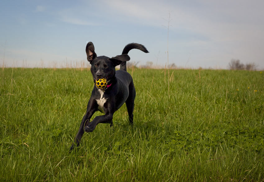Att låta hunden springa utan koppel ger hen mer motion