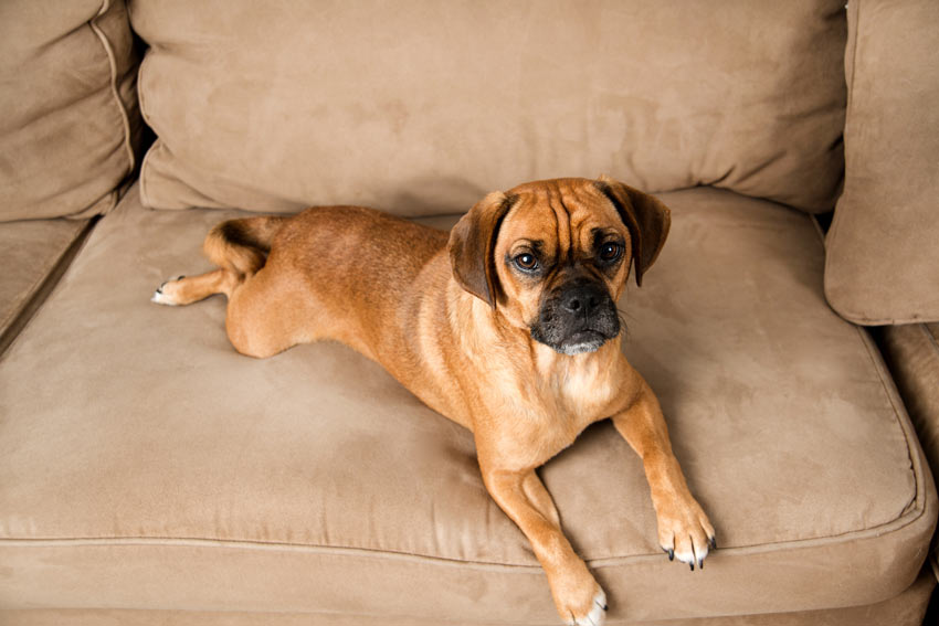 Puggle, en blandning av en mops (pug) och en beagle