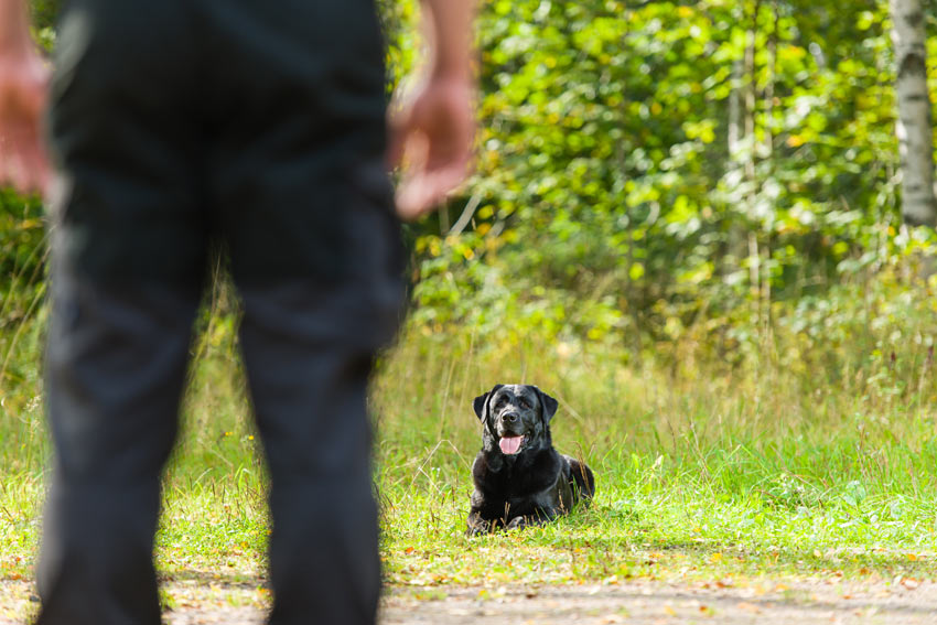 Lära en svart labrador att ligga ner och vänta