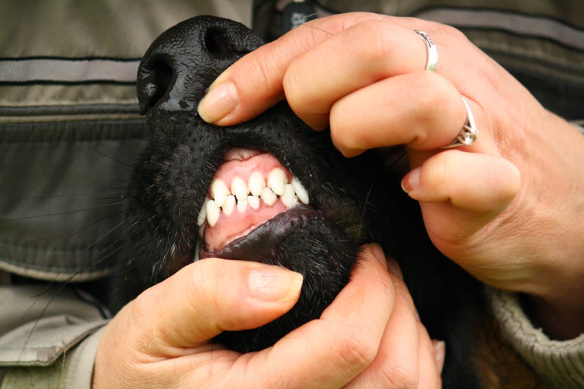 En hunds friska rosa tandkött