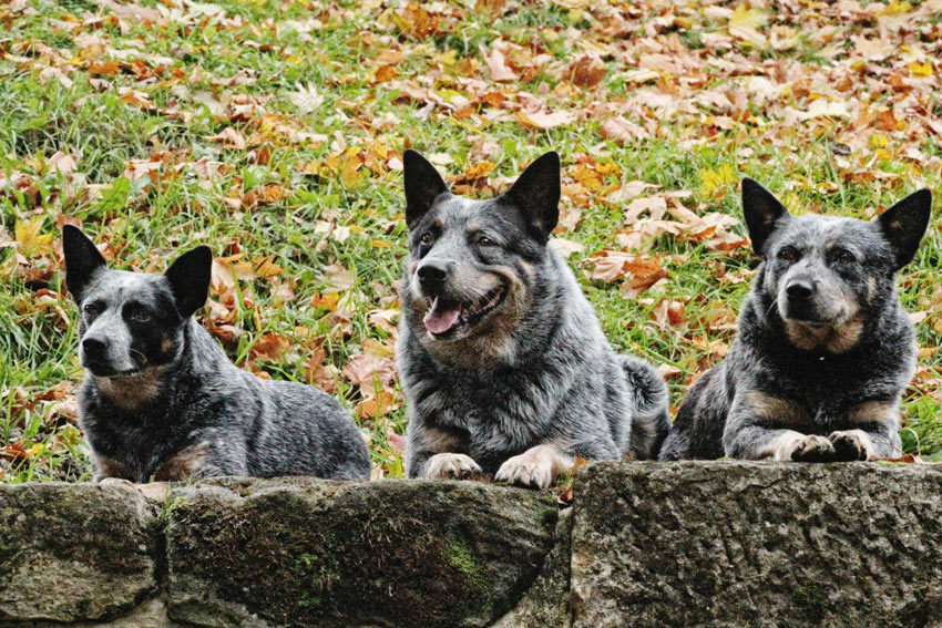 Tre australian cattledog med tjocka medellånga pälsar