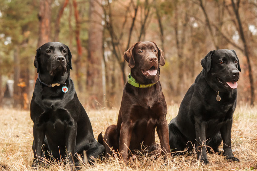 Tre labradorer med vackra tjocka pälsar