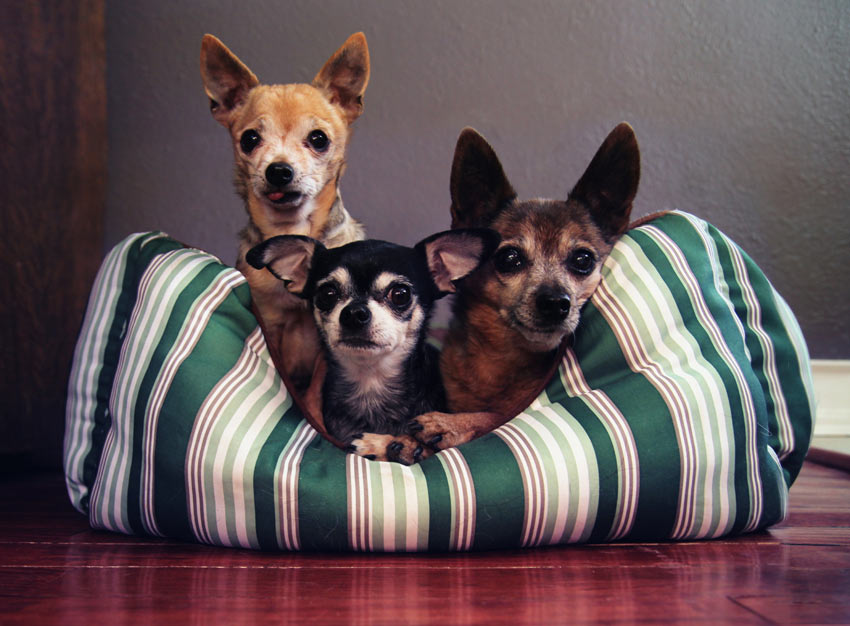 Tre hundar myser tillsammans i en varm säng