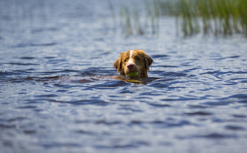Kasta en tennisboll för att uppmuntra din hund att simma längre