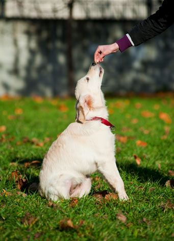 Lär din hund att sitta