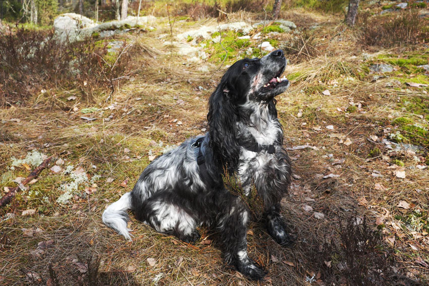 Att träna kommer hjälpa din hunds hälsa