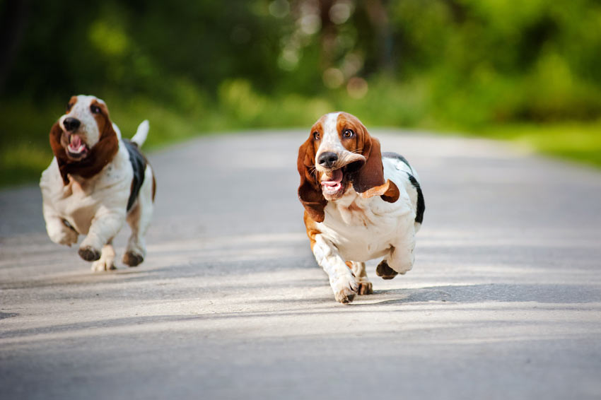 Två bassethundar springer ner för en väg