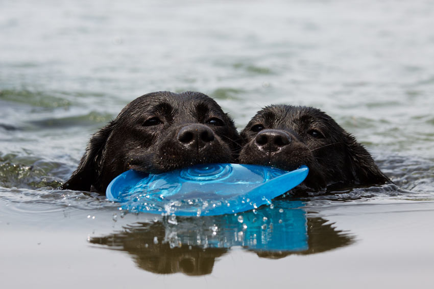 Två svarta labradorer hämtar samma frisbee i vattnet