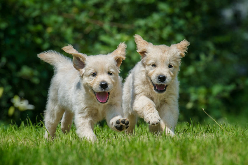Två golden retriver-valpar leker i trädgården