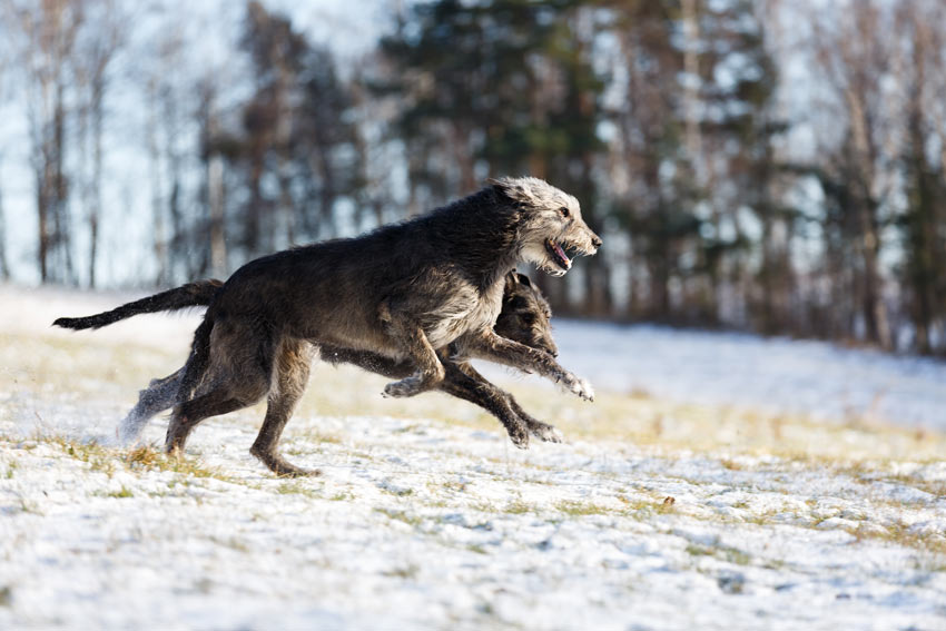 Två irländska varghundar hoppar runt i snön
