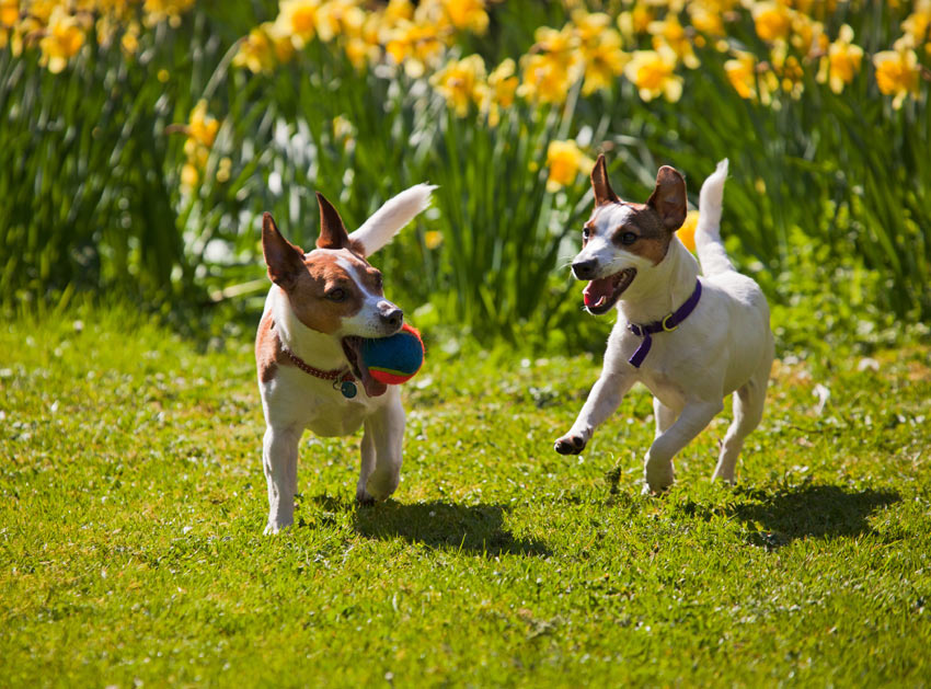 Två Jack Russel-terriers leker