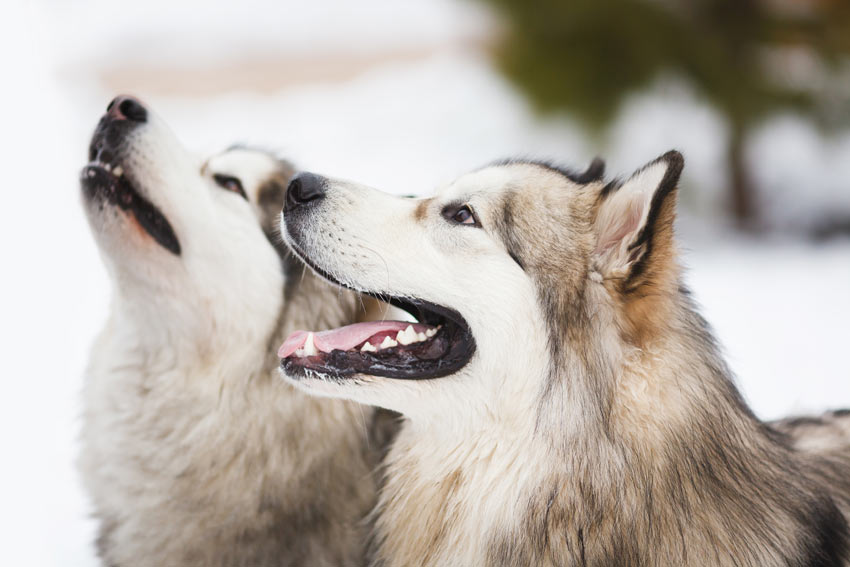 Två siberian husky kommunicerar med varandra och sin ägare