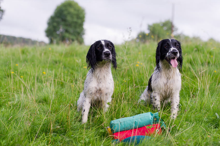 Två spaniels väntar på träning