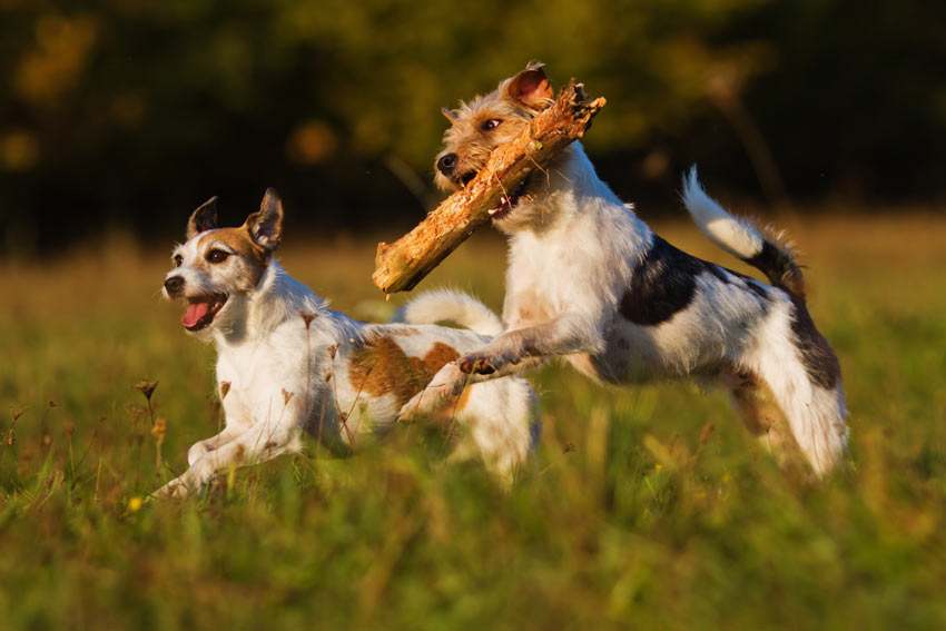Två terriers får massvis med motion genom att hämta pinnar
