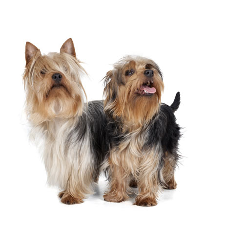 Två gulliga små silky terriers