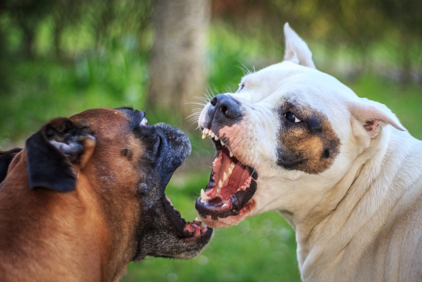 Två hundar som bråkar
