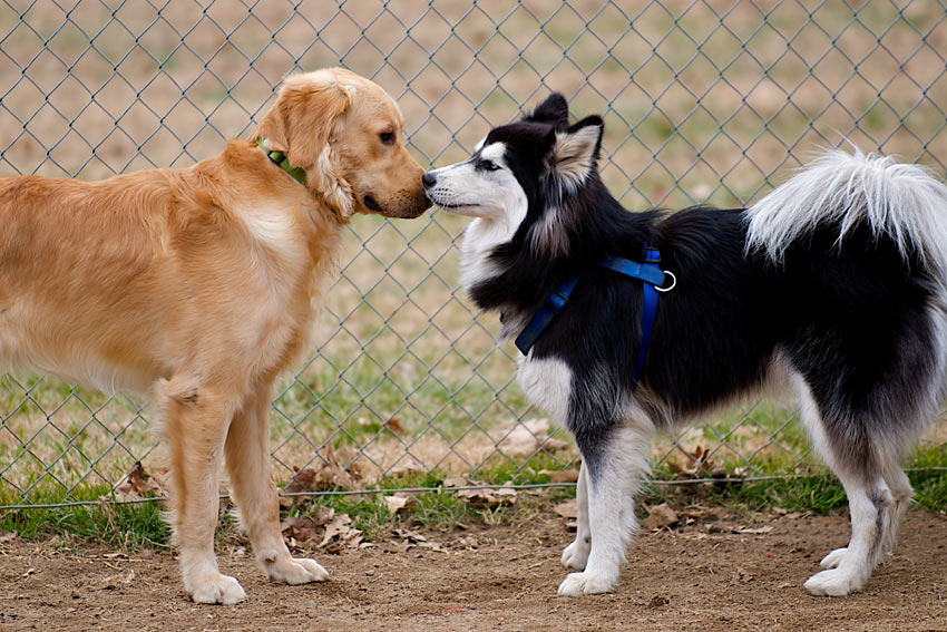 Två hundar träffar varandra och vänjer sig vid varandras lukter
