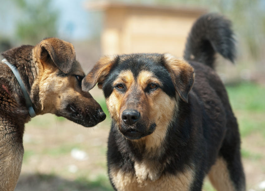 Två blandrashundar med temperament som inte går att förutse