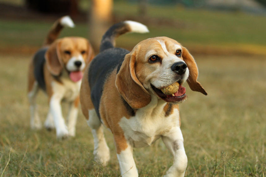 Två unga beagles leker med en tennisboll