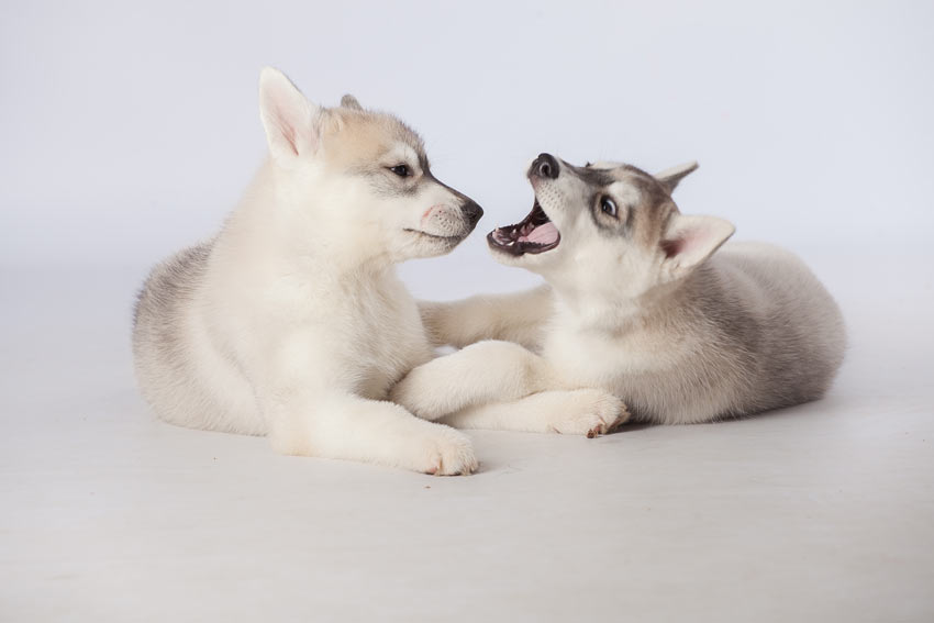 Två unga husky lekbits