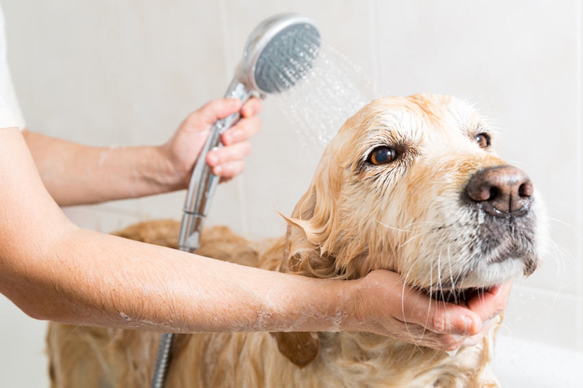 Undvik att få tvål i ögonen när du tvättar din hund