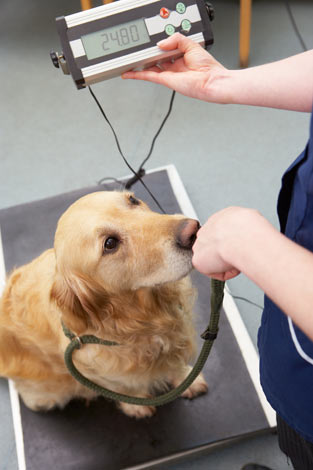 En golden retriever vägs hos veterinären