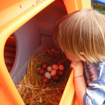 Färskt värpta hönsägg i en Eglu Cube