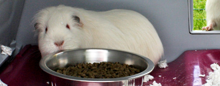 Eglu Go Food Bowl