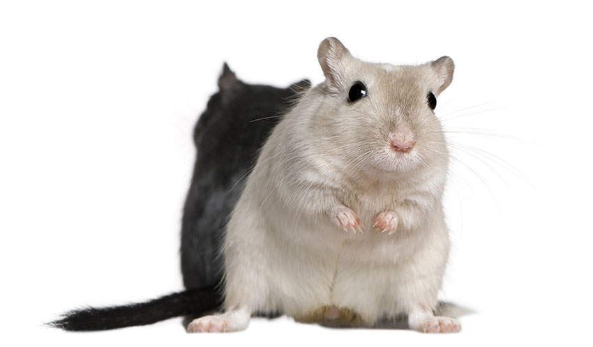 gerbils grooming each other