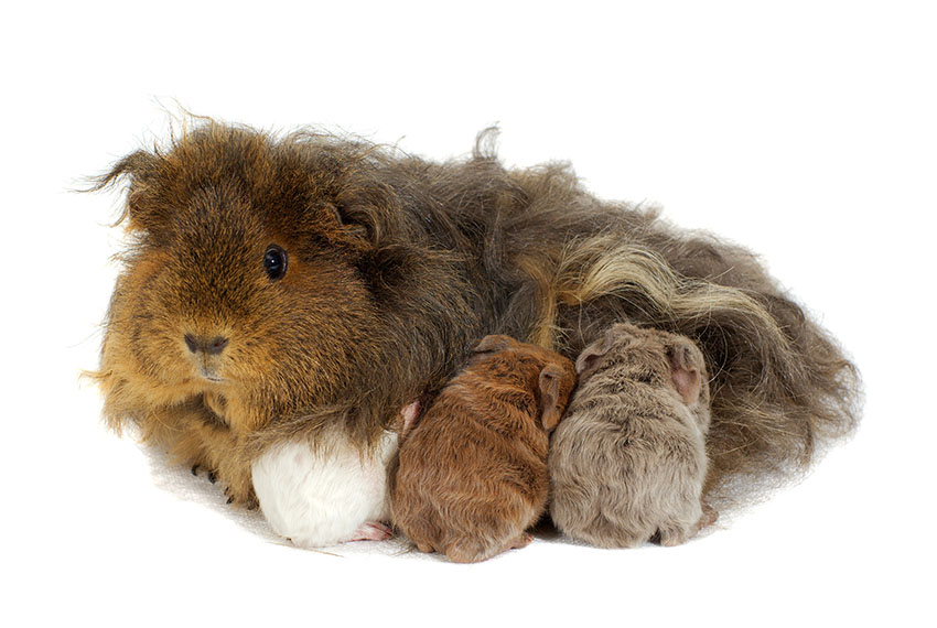 Guinea pig mother and babies