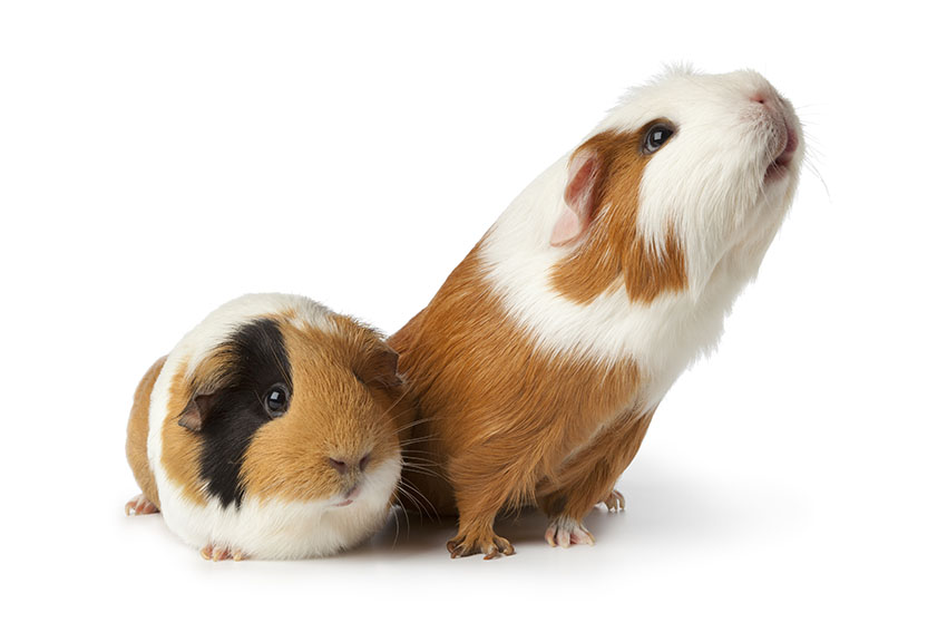 Guinea pigs are great pets
