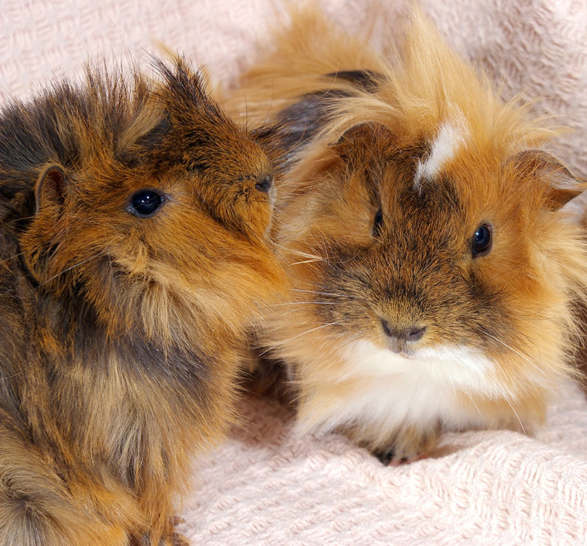 Guinea pigs indoors