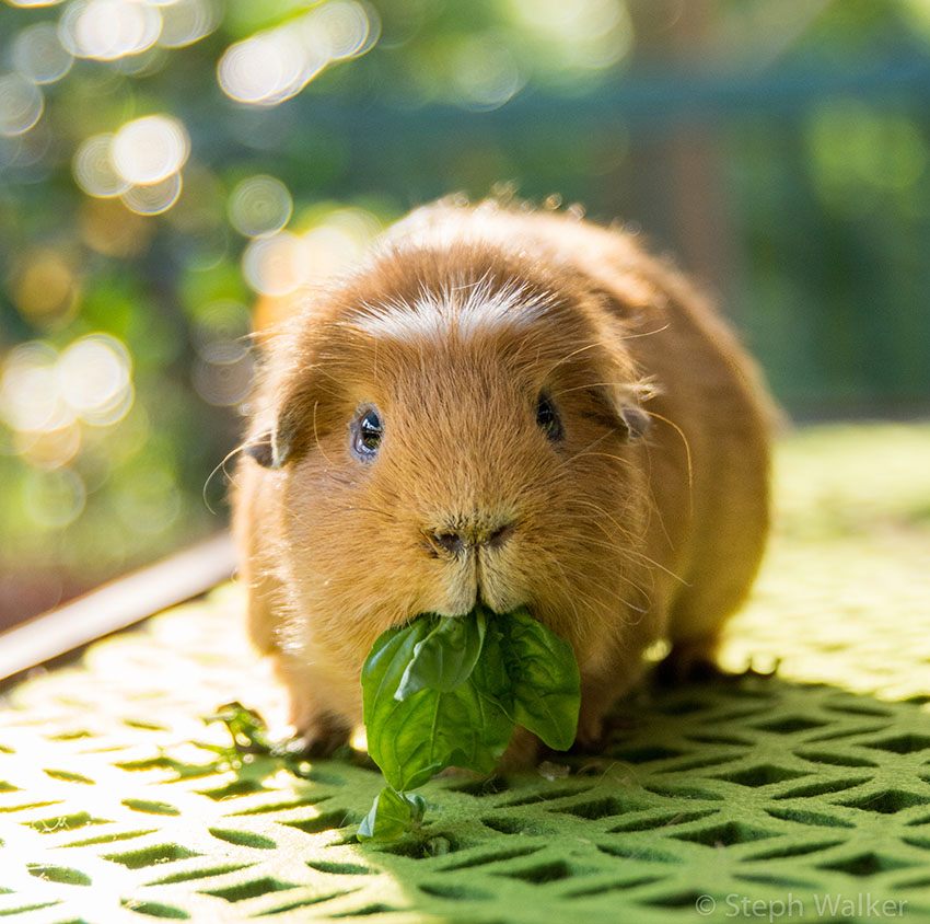 Guinea pigs love eating basil