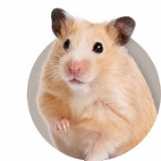 Hamsterhandbok