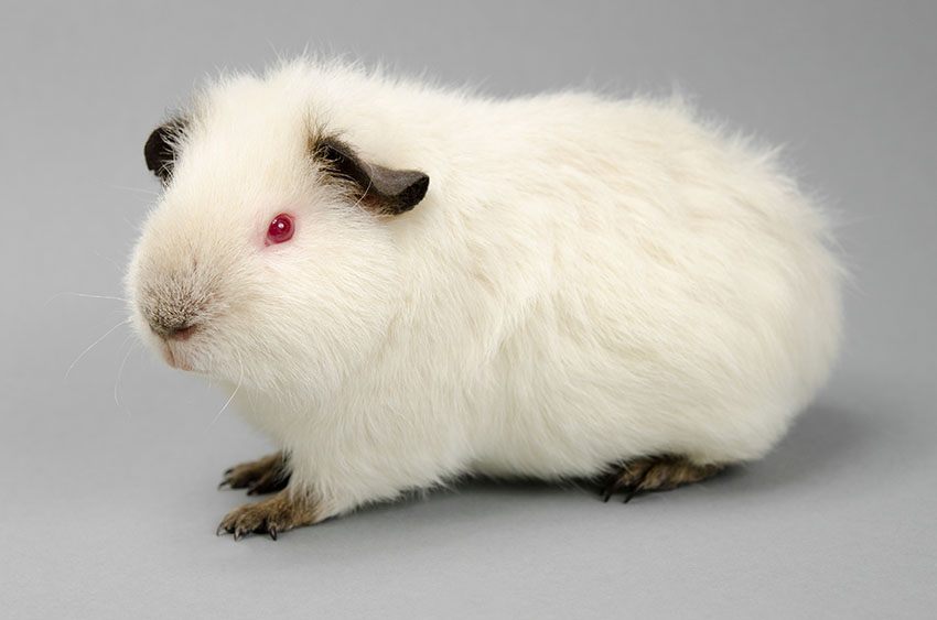 Himalayan guinea pig
