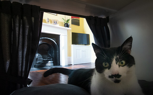 En katt njuter av kattsängen Maya Nook med gardiner i bakgrunden