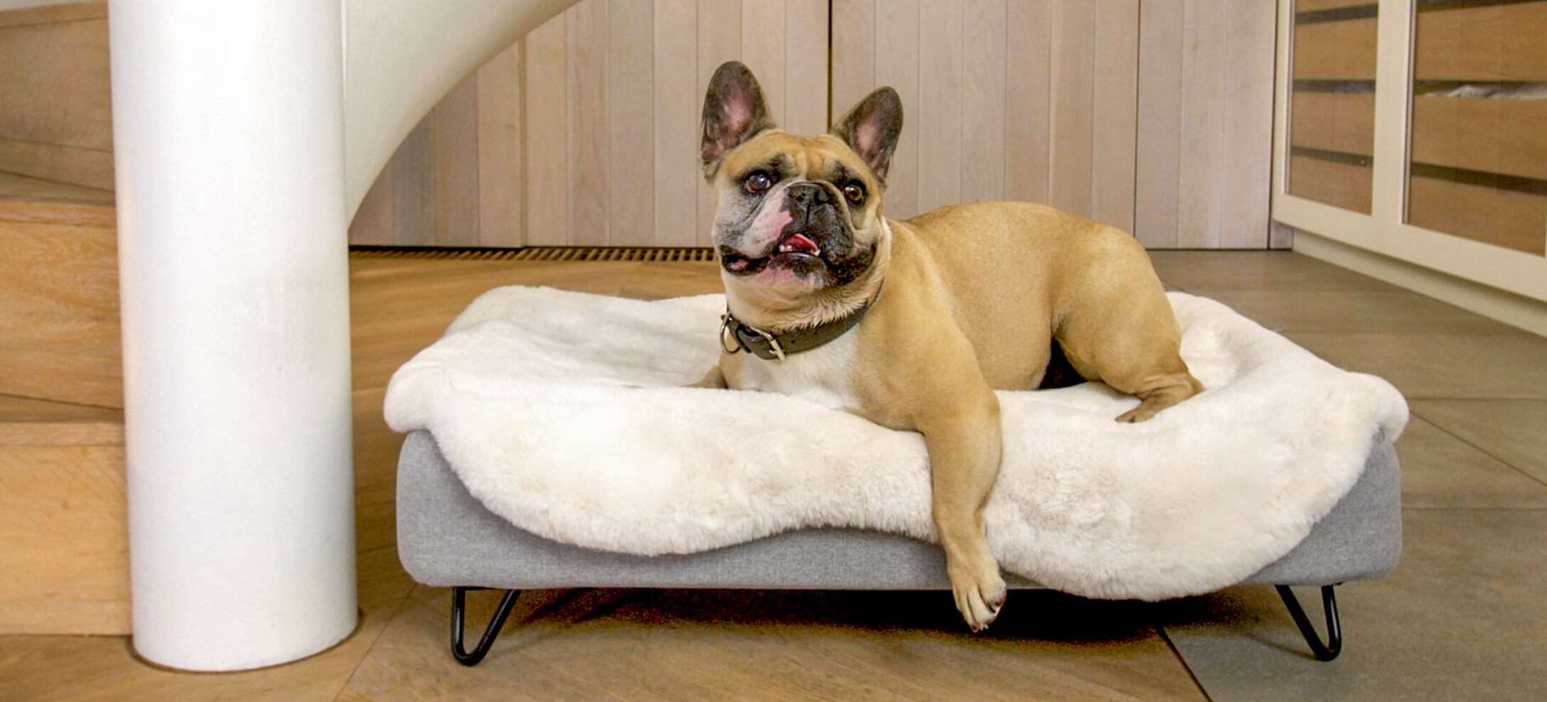 Denna franska bulldog älskar sin Omlet Topology hundsäng med bäddmadrass i fårskinn