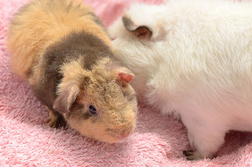 Old and young guinea pig