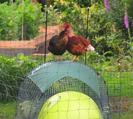 En Gingernut Ranger och en Miss Pepperpot sittandes på sin Eglu-gård