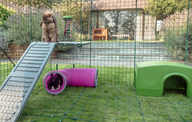 Kaniner känner sig säkra både när de är högt upp och när de kan gömma sig under