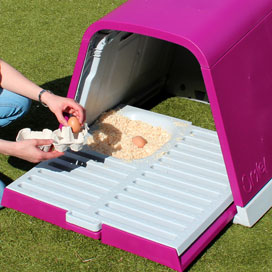 Collecting eggs from an Eglu Go chicken house.